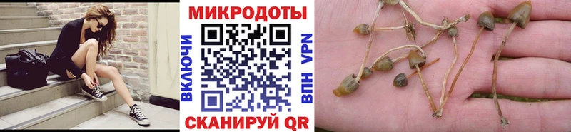 Галлюциногенные грибы Cubensis  Геленджик 